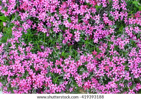 Group of Saponaria ocymoides flowers pink color, floral background, top view