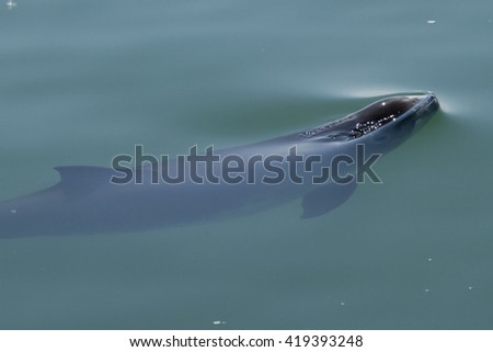 Harbor porpoise slicing the surface  Royalty-Free Stock Photo #419393248