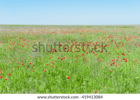 Field of wild red poppies, spring day.
