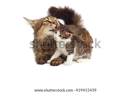 Cat licking kitten on a white background