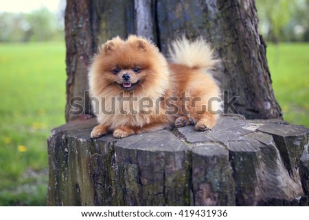 Pomeranian dog on a walk. Dog outdoor. Beautiful dog Royalty-Free Stock Photo #419431936