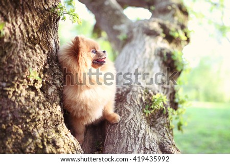 Pomeranian dog on tree. Beautiful dog. Spitz