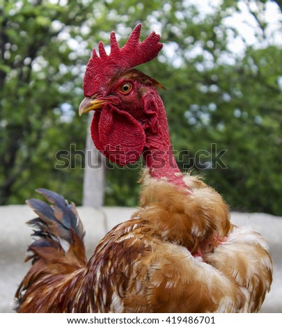 Brown rooster with long bare red neck stands on a background of a green leaves 