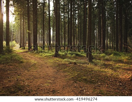 Forest Trees with Sunlight Pouring through Tree Branches at Sunset in the Woods Royalty-Free Stock Photo #419496274