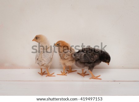 Nestlings little chicks on wooden background.