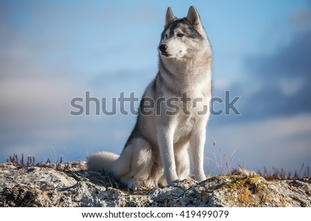 Gray husky sits on the mountain at dawn against a background of blue sky and clouds