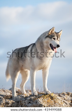 Gray husky stands on the mountain at dawn against a blue sky and clouds