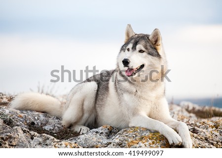 Gray Husky lies on the mountain at dawn against a blue sky and clouds