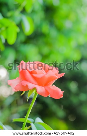 a selective focus picture of orange rose with green natural background