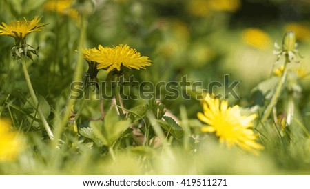 Dreamy and soft image of dandelions in fresh green grass