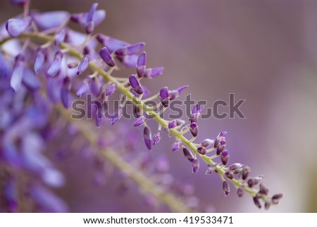 Buds of Wisteria flowers in early spring