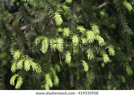 Fir-tree bush