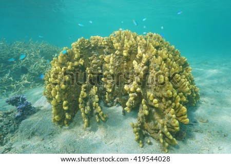 Millepora fire coral underwater in the lagoon of Huahine island, Pacific ocean, French Polynesia