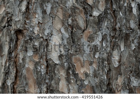 Pine bark background