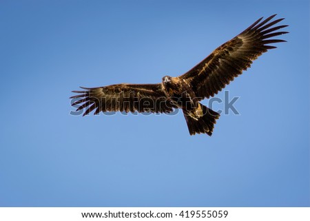 Wedge-tailed Eagle soaring and looking down with a blue sky background