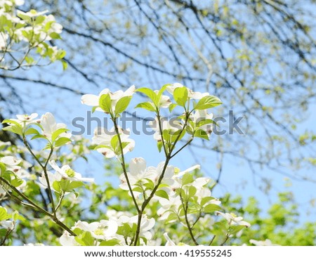 White dogwood tree flowers blooming