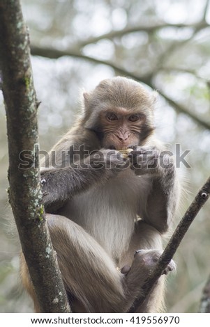 Closeup of monkey
