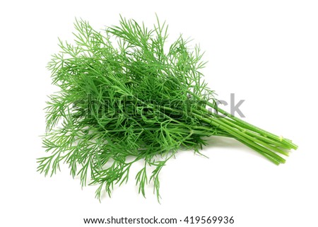 bunch fresh, green dill on a white background Royalty-Free Stock Photo #419569936