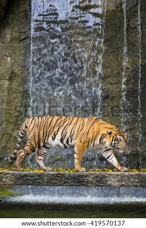 Tigers walk on the water