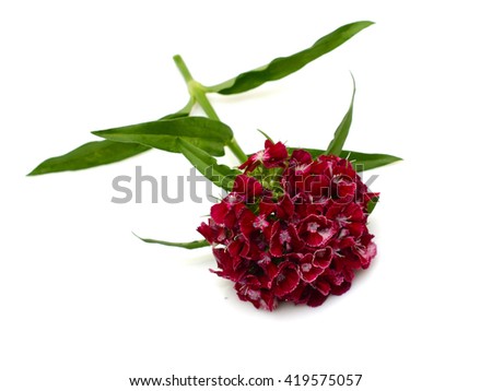beautiful red Pansy flowers isolated on white background