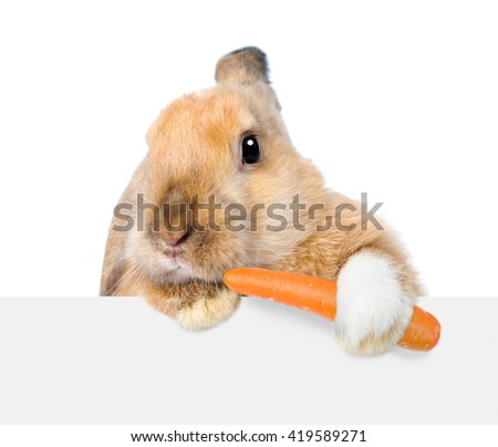 Rabbit eating carrot and  looking over a signboard. Isolated on white background