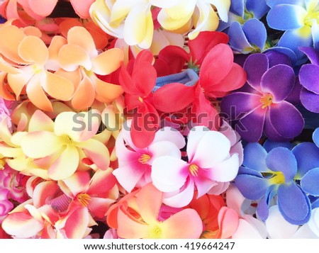 Colorful frangipani flower isolated on white background