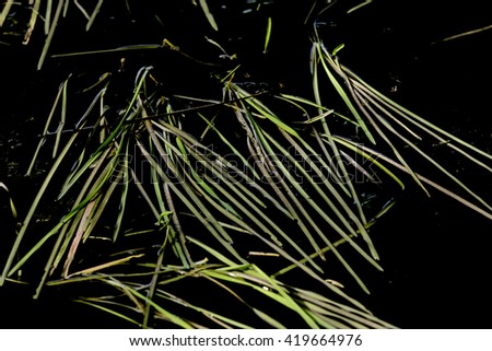 Grass in black water