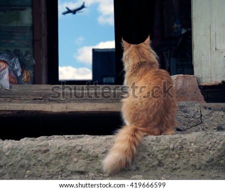 The cat sits on the porch of an old farmhouse and is looking at the airplane. Cat red, fluffy. Conceptually - cat dreams farewell to host a meeting, waiting. Abandoned animals. Travel with animals