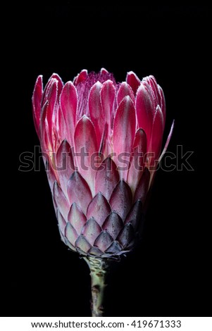 Pink protea from South Africa on a black background