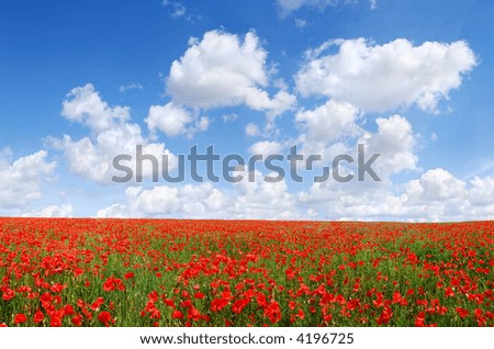 Landscape - poppy filed, the blue sky and white clouds