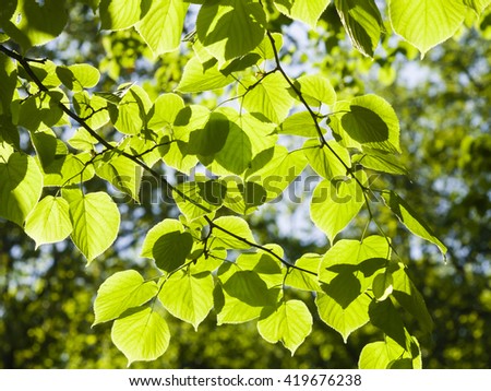 Leaves of Common Lime, Tilia Europeaea, tree in morning sunlight, selective focus, shallow DOF