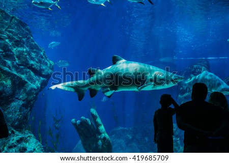 Family looking at the Sand tiger shark. Aquarium. Silhouettes of young family of three enjoying views of underwater life. Family vacation concept.
