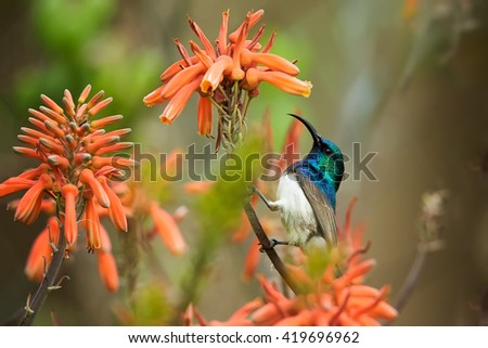 Close-up White-breasted Sunbird, Cinnyris talatala,  iridescent blue-green bird feeding on nectar from aloe red flowers. Wildlife photo. KwaZulu Natal, South Africa.