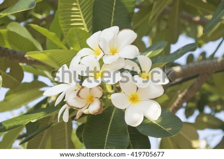 white flower tree