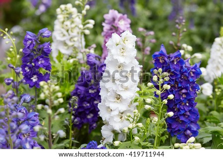 Larkspur flowers, Delphinium elatum Royalty-Free Stock Photo #419711944