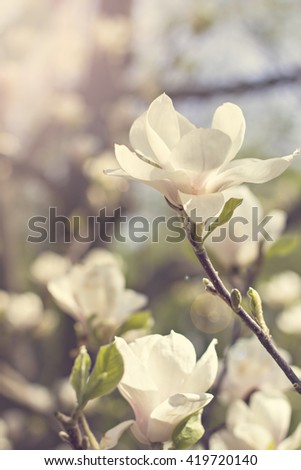 Blooming magnolia branch on a tree in the garden. Flowering magnolia tree densely covered with beautiful fresh white flowers