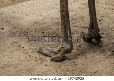 Ostrich feet Royalty-Free Stock Photo #419742925