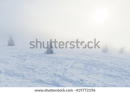 Frozen pine trees on the foggy winter alpine hillside slopes in beautiful sunlight