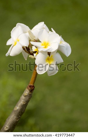 white frangipani tropical flower, plumeria flower blooming on tree, spa flower
