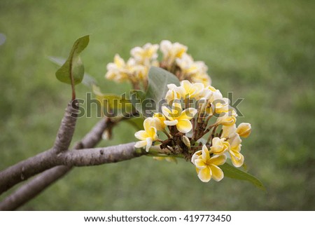 white frangipani tropical flower, plumeria flower blooming on tree, spa flower
