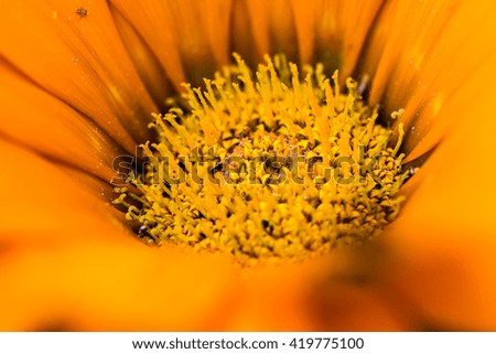 Close up of an orange Calendula flower