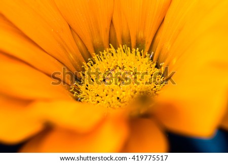 Close up of an orange Calendula flower