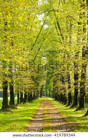 tree alley in Bavaria at spring