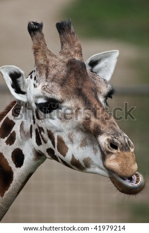 giraffe - close-up portrait of this beautiful african animal