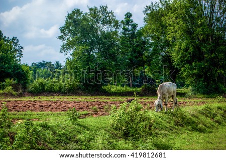 Cornfield and cow