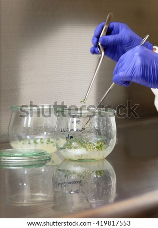 Plant seeds cultivated under carefully controlled laboratory conditions.