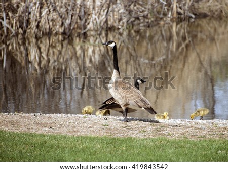 Canadian Goose family