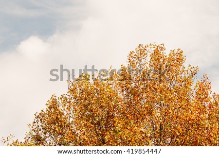 Plane tree in autumn with sky and clouds