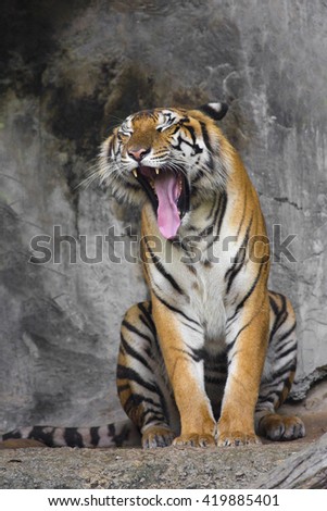 Asian  tiger standing with rock wall in background 
