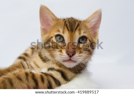 Bengal kitten resting close up head and legs
